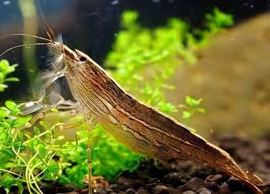 Bamboo Shrimp Atyopsis Moluccensis 5cm - Real Aquatics