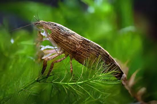 Bamboo Shrimp Atyopsis Moluccensis 5cm - Real Aquatics
