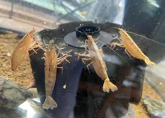 Bamboo Shrimp Atyopsis Moluccensis 5cm - Real Aquatics