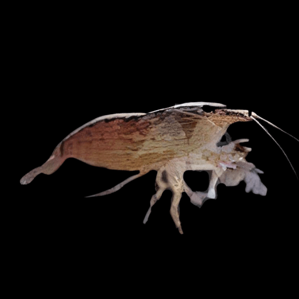 Bamboo Shrimp Atyopsis Moluccensis 5cm - Real Aquatics