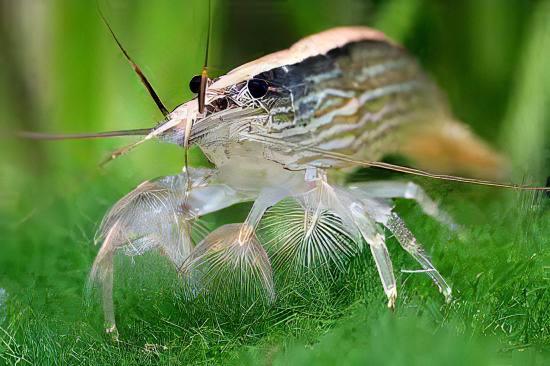 Bamboo Shrimp Atyopsis Moluccensis 5cm - Real Aquatics