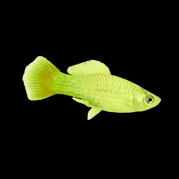 Banana Platy Xiphophorus Maculatus 3cm