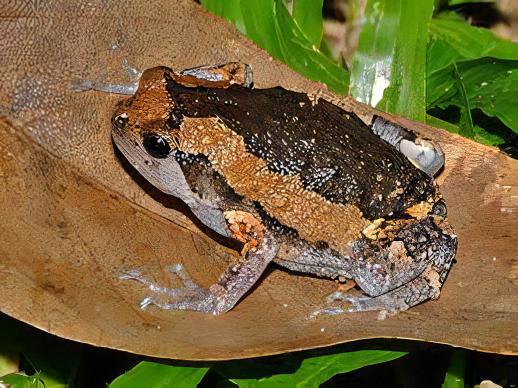Banded Bullfrog Kaloula Pulchra 4cm - Real Aquatics