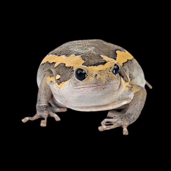 Banded Bullfrog Kaloula Pulchra 4cm - Real Aquatics