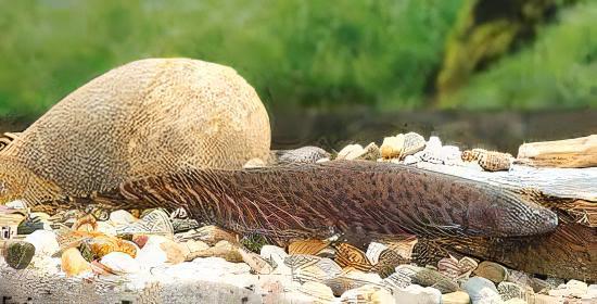 Banded Knife Fish Gymnotus Carapo 10cm - Real Aquatics
