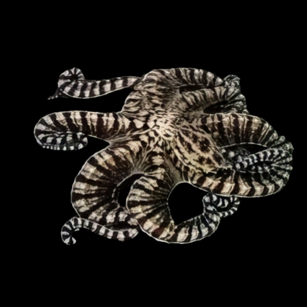 Banded Octopus Octopus Zebra - Real Aquatics