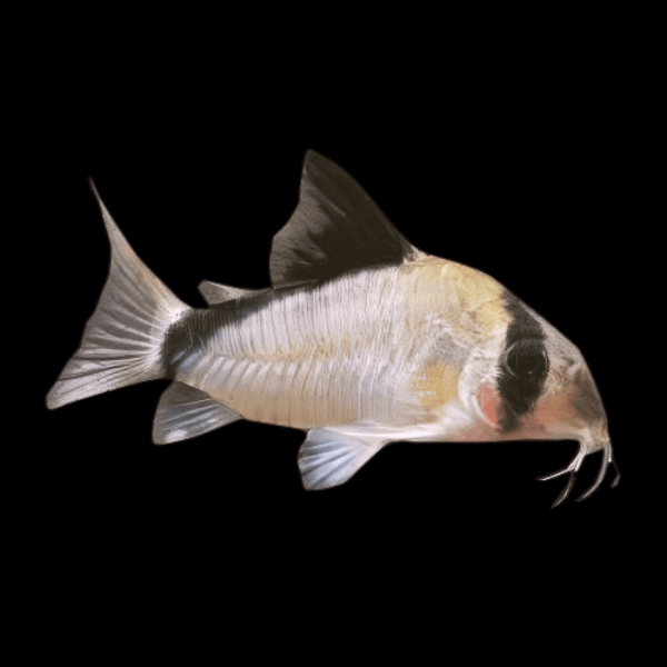 Bandit Corydoras Metae 3cm Catfish - Real Aquatics