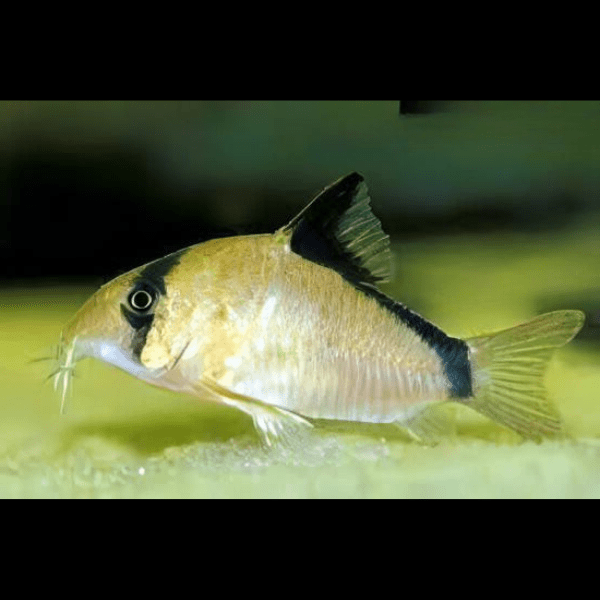 Bandit Corydoras Metae 3cm Catfish - Real Aquatics