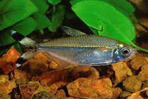 Bandtail Tetra Moenkhausia Dichroura 2cm - Real Aquatics