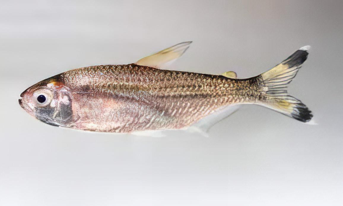 Bandtail Tetra Moenkhausia Dichroura 2cm - Real Aquatics