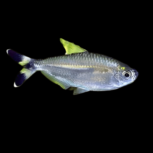 Bandtail Tetra Moenkhausia Dichroura 2cm - Real Aquatics