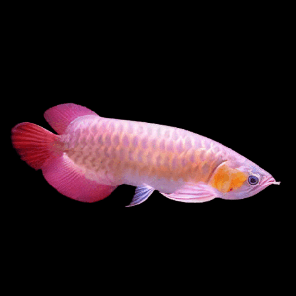 Banjar Red Arowana Scleropages Formosus 20cm - Real Aquatics