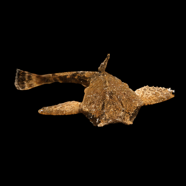 Banjo Catfish Bunocephalus Coracoideus 5cm - Real Aquatics