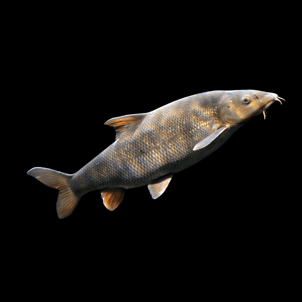 Barbel Barbus Barbus 10cm - Real Aquatics