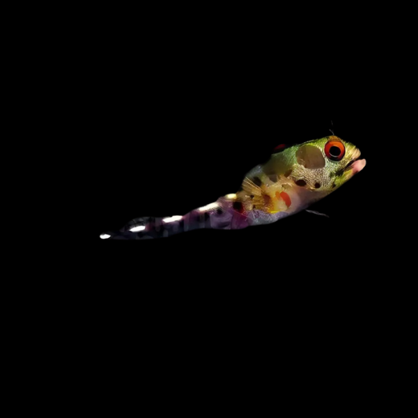 Barnacle Blenny Acanthemblemaria Macrospilus - Real Aquatics