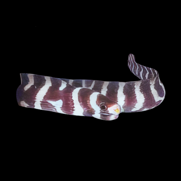 Barred Moray Eel Echidna Polyzona - Real Aquatics
