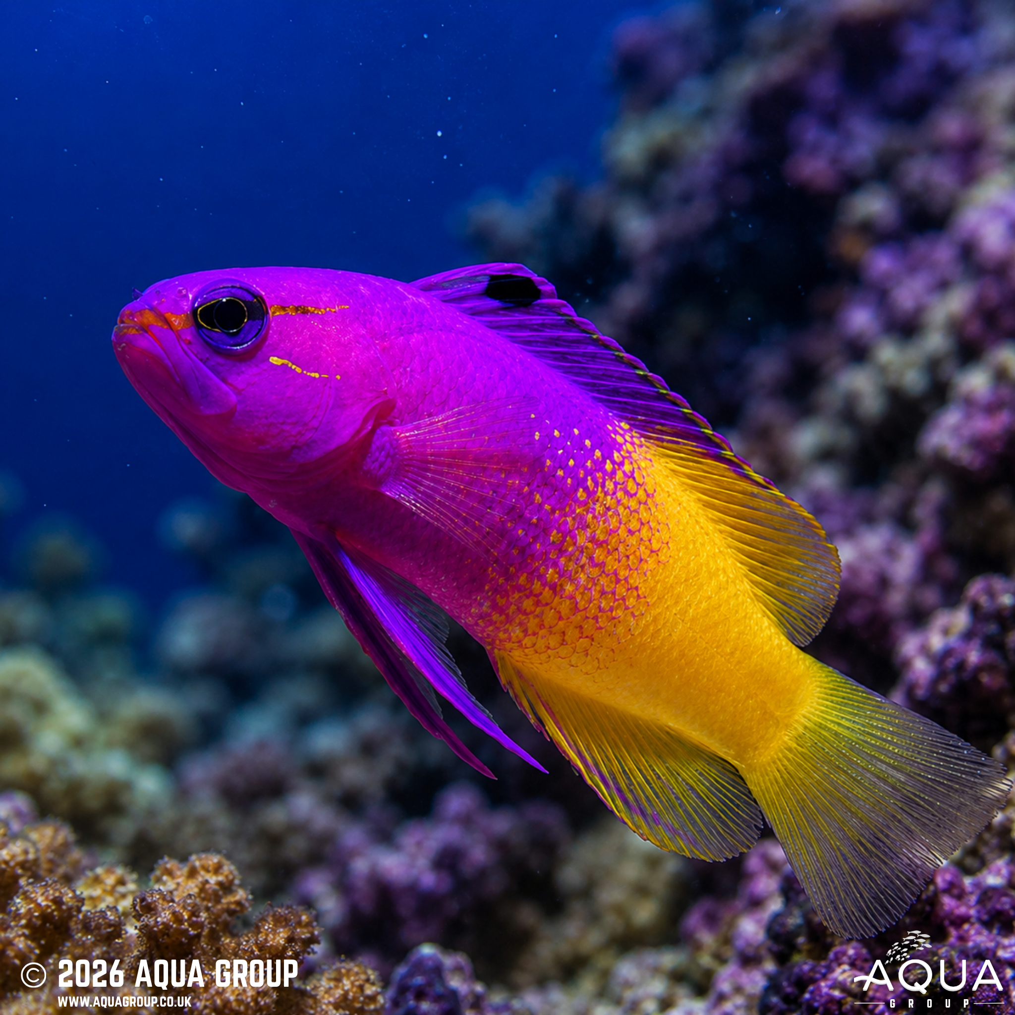 Barrier Reef Chromis (Chromis nitida)