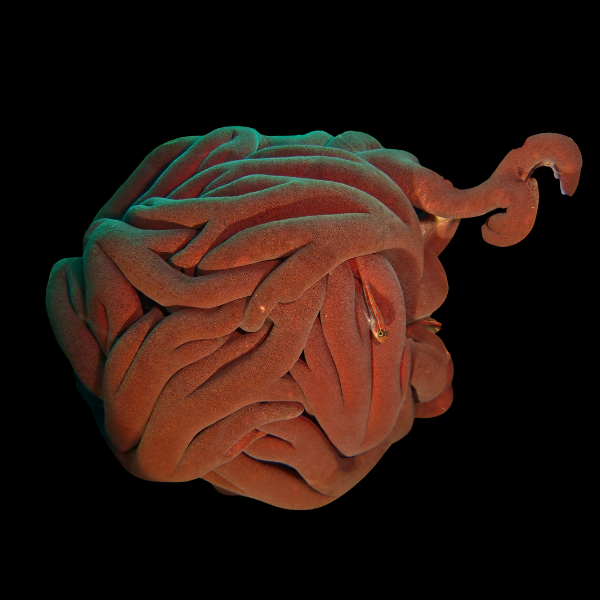 Basket Starfish Astroboa Ernae - Real Aquatics