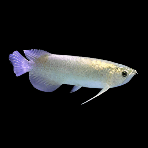 Batik Arowana Scleropages Inscriptus 20cm - Real Aquatics