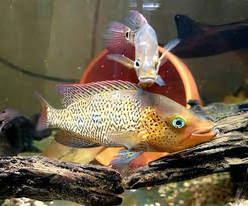 Bay Snook Cichlid Petenia Splendida 5cm - Real Aquatics