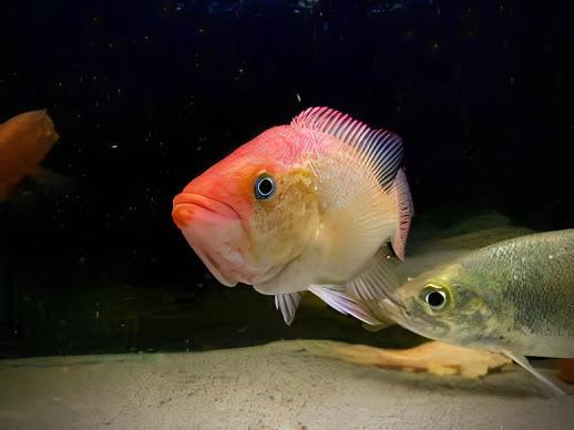 Bay Snook Cichlid Petenia Splendida 5cm - Real Aquatics