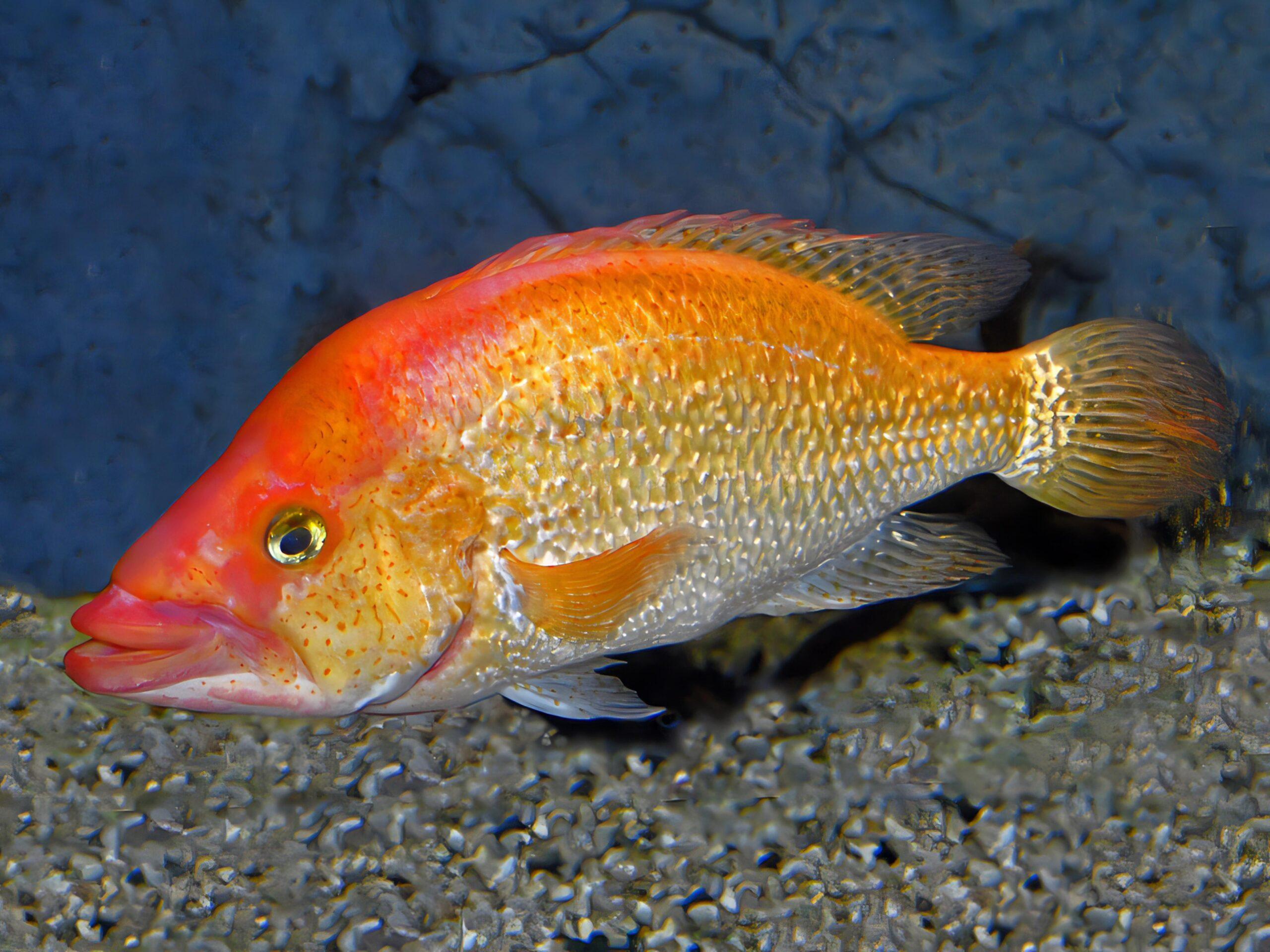 Bay Snook Cichlid Petenia Splendida 5cm - Real Aquatics