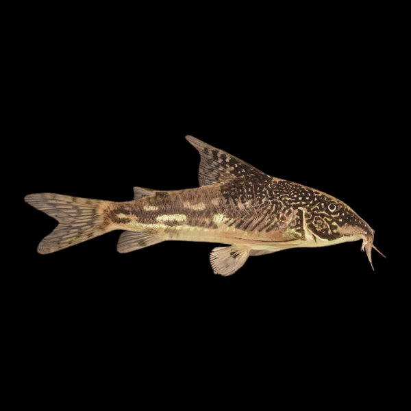 Bearded Banded Corydoras Barbatus 4cm Catfish - Real Aquatics