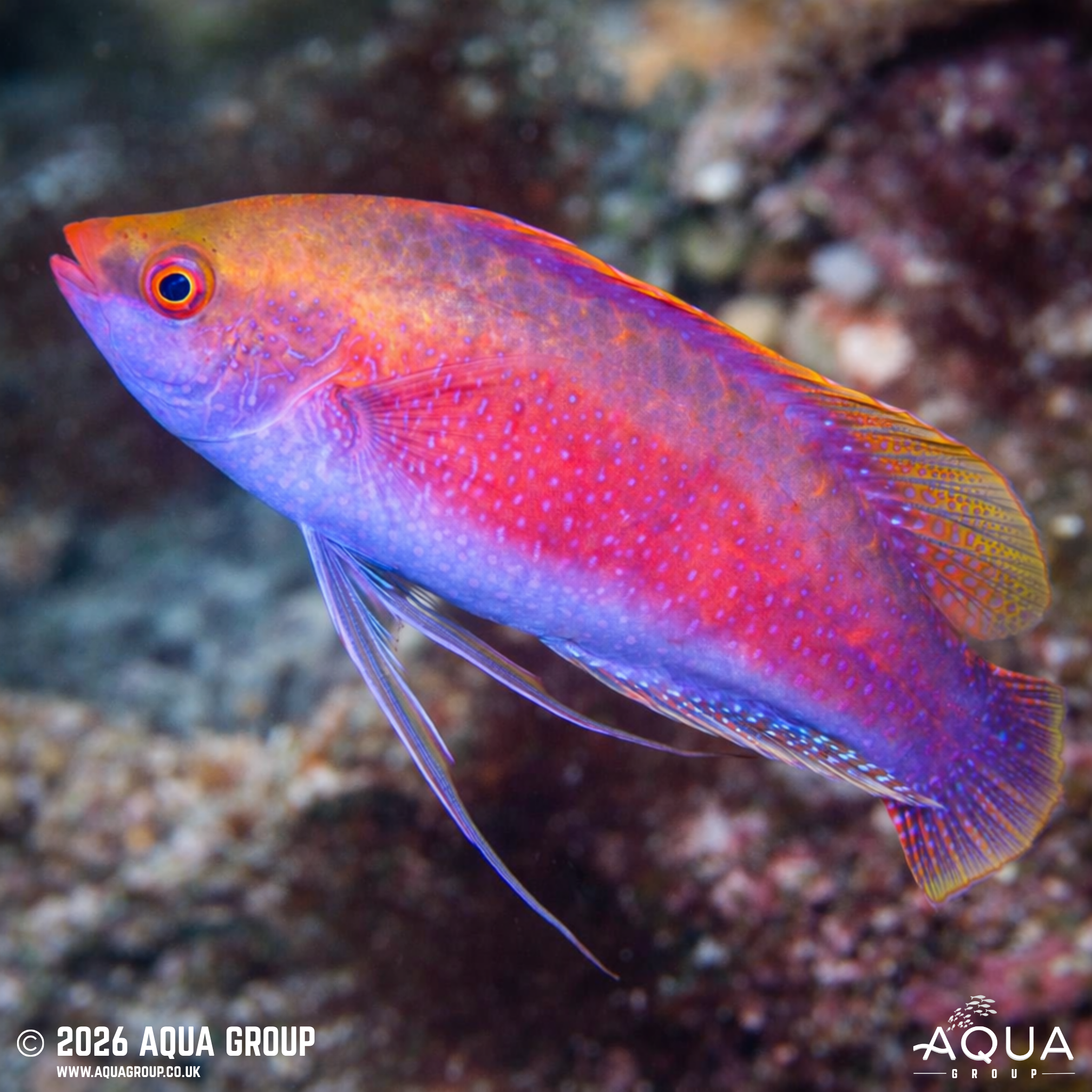 Beau's Fairy Wrasse (Cirrhilabrus beauperryi)
