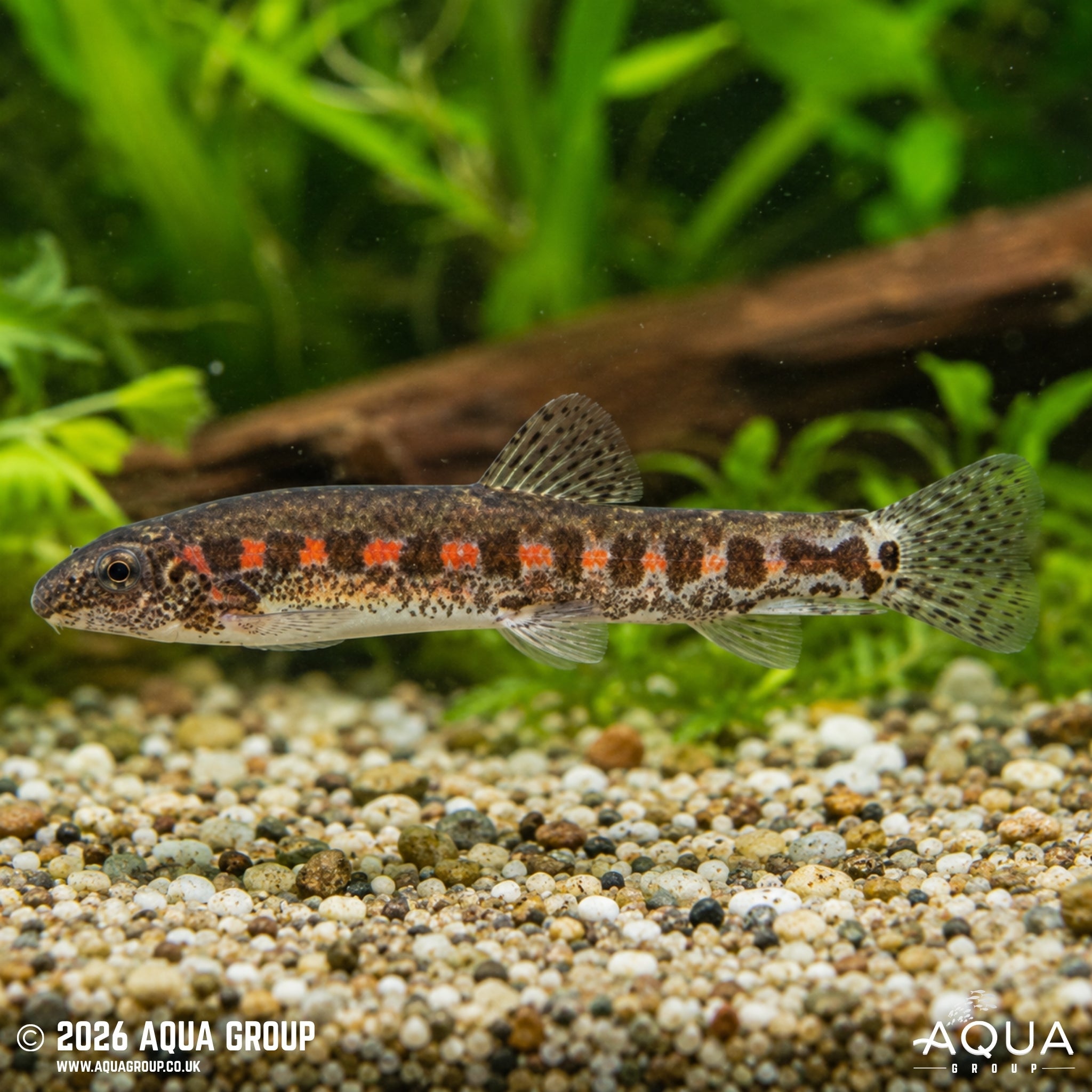 Red Spotted Hillstream Sucker (Erromyzon kalotaenia)