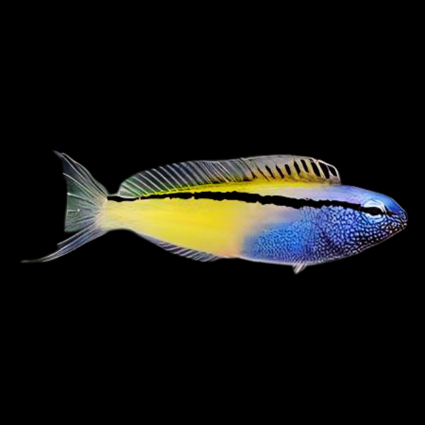 Beaver Blenny Meiacanthus Nigrolineatus - Real Aquatics