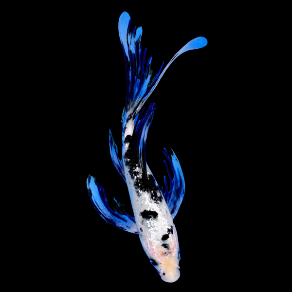 Bekko Butterfly Japanese Koi Carp Cyprinus Carpio