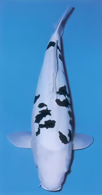Bekko Japanese Koi Carp Cyprinus Carpio