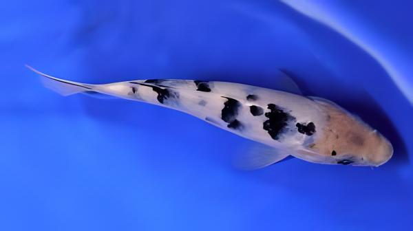 Bekko Japanese Koi Carp Cyprinus Carpio
