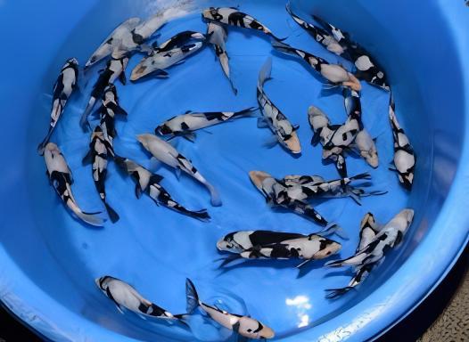 Bekko Japanese Koi Carp Cyprinus Carpio
