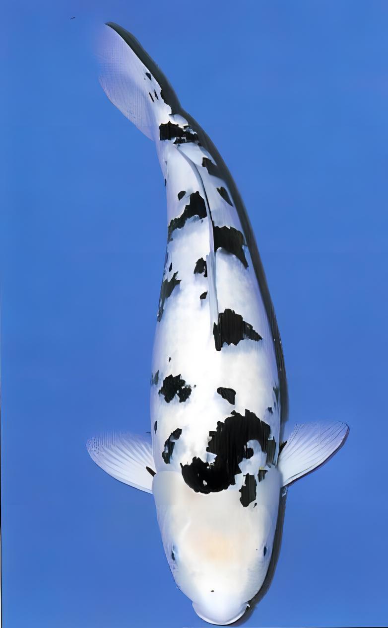 Bekko Japanese Koi Carp Cyprinus Carpio