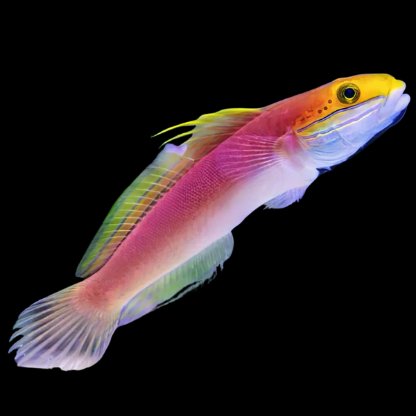 Bella Goby Valenciennea Bella - Real Aquatics