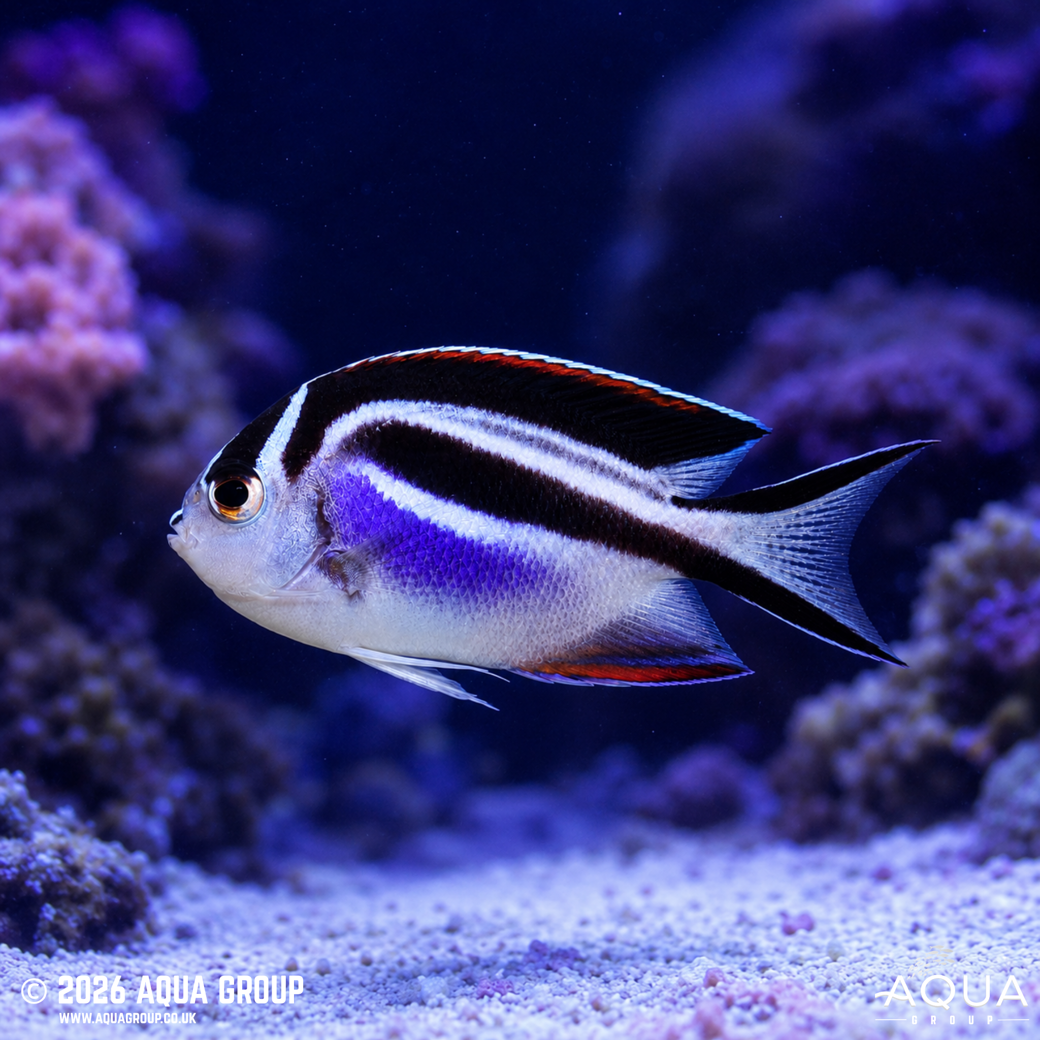 Bellus Angelfish