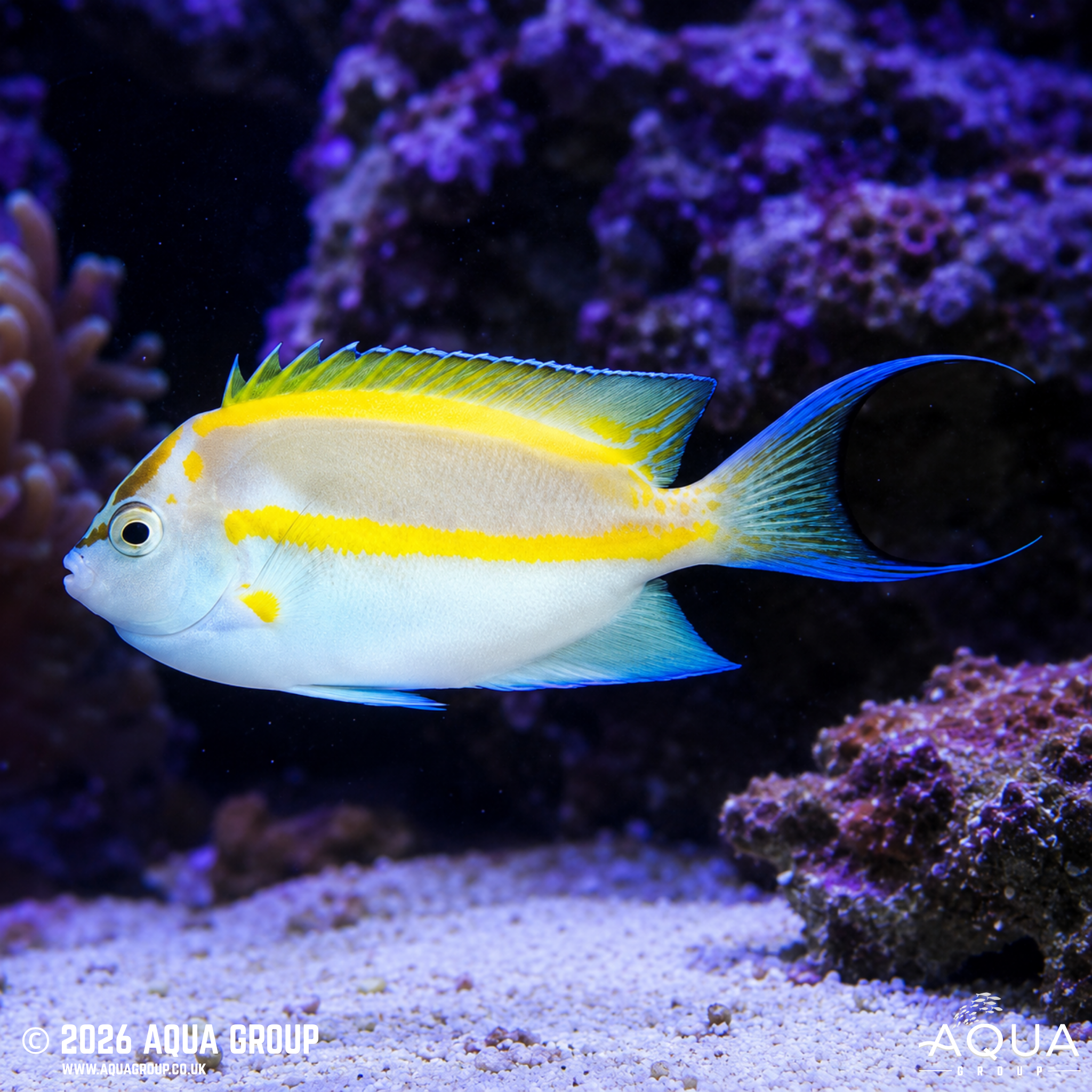 Bellus Angelfish