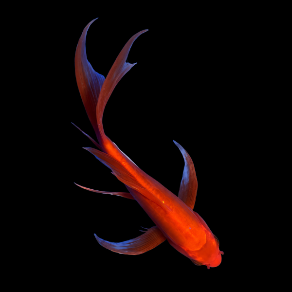 Benigoi Butterfly Japanese Koi Carp Cyprinus Carpio