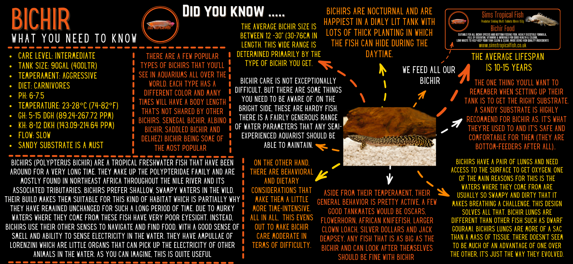 Cross River Teugelsi Bichir Polypterus Teugelsi 10cm - Real Aquatics