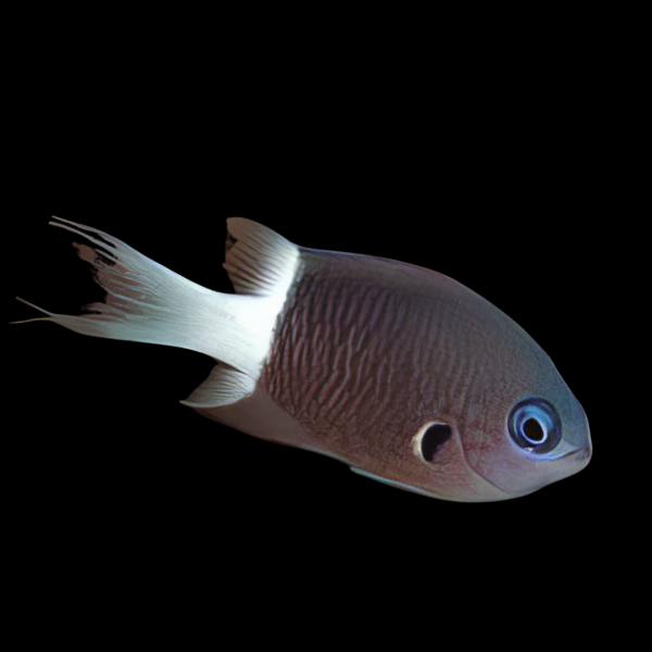 Bicolour Chromis Pycnochromis Margaritifer - Real Aquatics