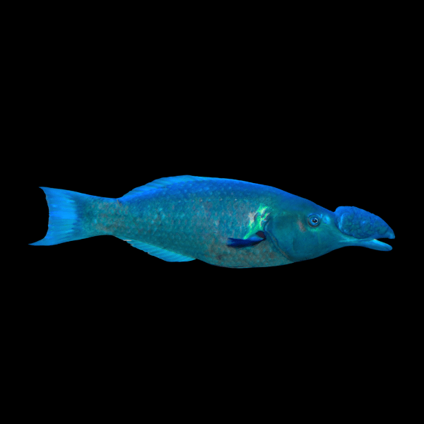 Birdmouth Wrasse Gomphosus Caeruleus Male - Real Aquatics
