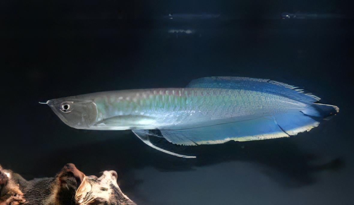 Black Arowana Osteoglossum Ferreirai 20cm - Real Aquatics