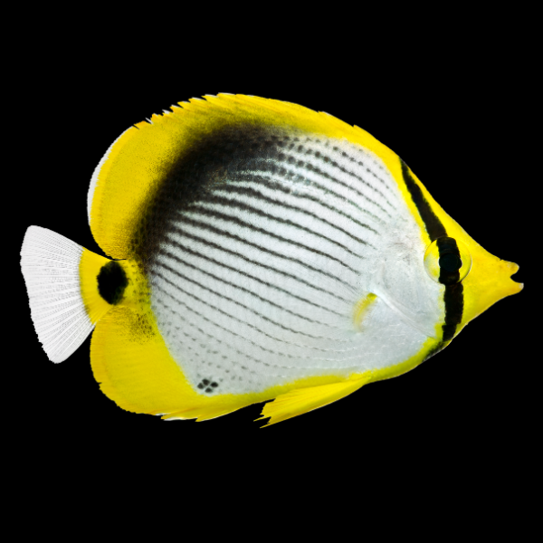 Black Back Butterfly Fish Chaetodon Melannotus - Real Aquatics