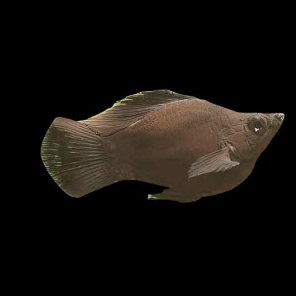 Black Balloon Molly Fish Poecilia Sphenops 3cm - Real Aquatics