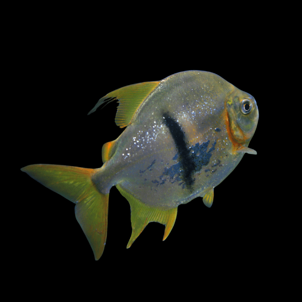 Black Banded Pacu Wide Bar Dollar Myleus Schomburgkii 5cm - Real Aquatics