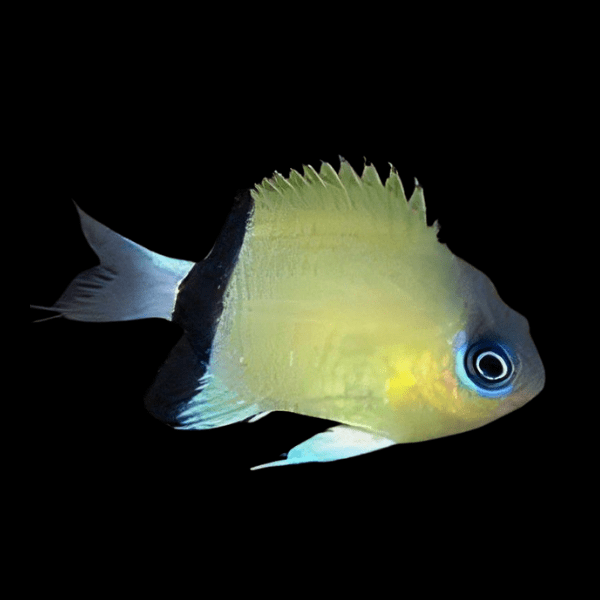 Black Bar Chromis Chromis Retrofasciata - Real Aquatics