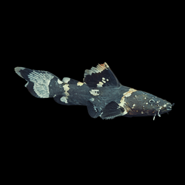 Black Bumble Bee Jelly Catfish Batrochoglanis Raninus 5cm - Real Aquatics