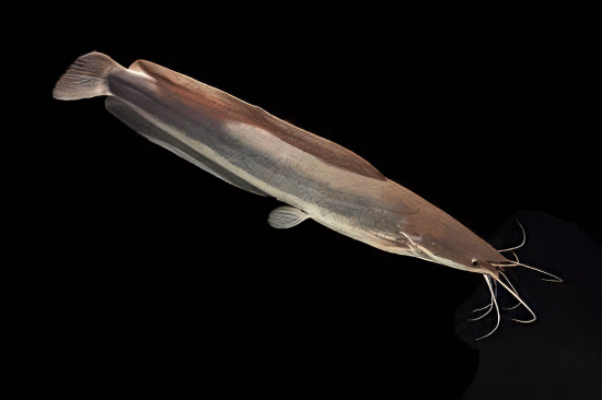 Black Clarias Anglolensis 5cm - Real Aquatics