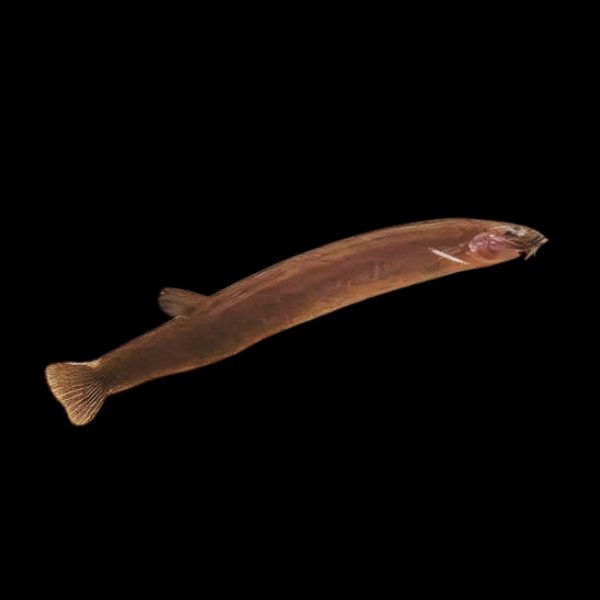 Black Coolie Khuli Loach Pangio kuhlii 4cm - Real Aquatics